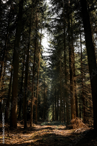 Vertical wide angle pine tree forest with sun comming through the greenery, very tall and old trees in moody woodland, british forestry uk.