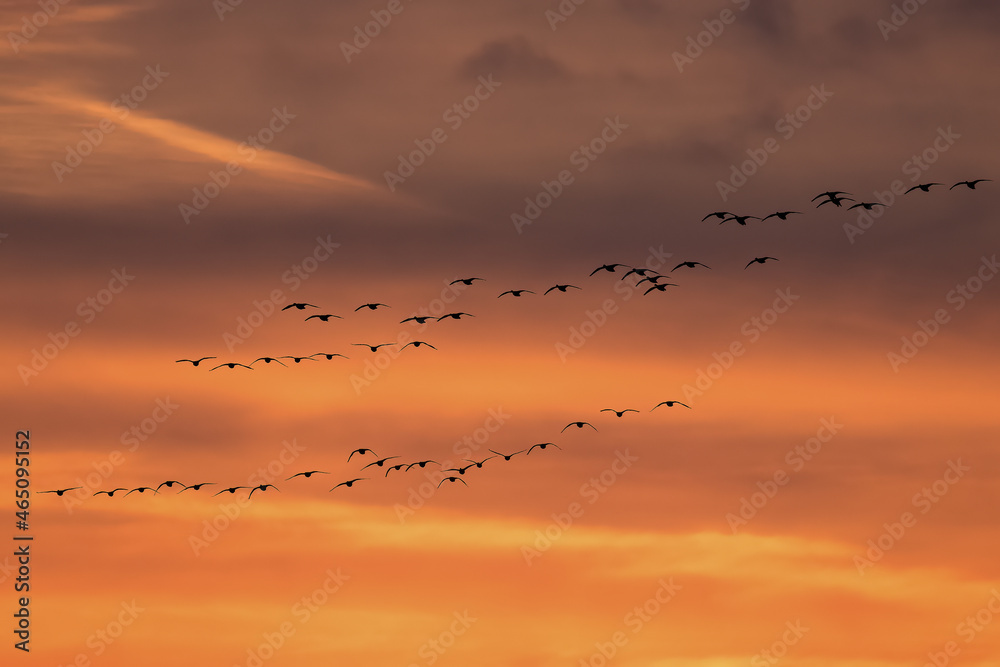 Birds flying in the background of the setting sun, Barycz Valley, birds in the air, freedom and independence, crane flights, grus grus