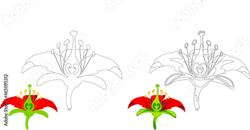 Vector illustration, outline, flower, coloring book. art