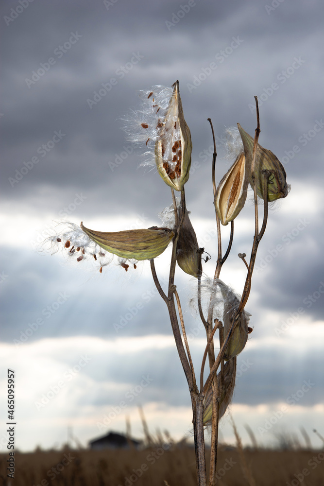 Asclepias syriaca known as common milkweed or butterfly flower in mature stage Asclepias syriaca known as common milkweed or butterfly flower in mature stage