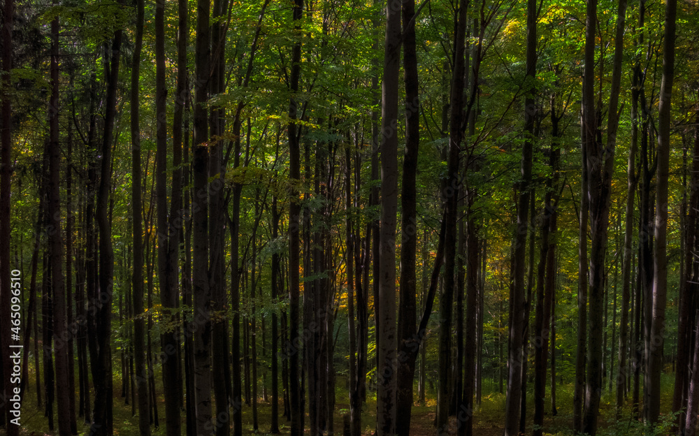 green forest in the morning green forest in the morning