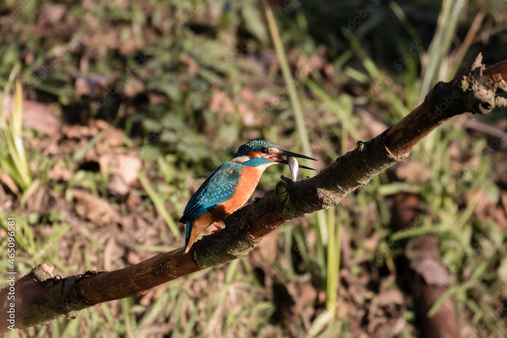 Common Kingfisher Alcedo atto has caught a fish by the river. A beautiful colorful bird perched on a branch with its prey. Successful hunting, kingfisher with fish. Common Kingfisher Alcedo atto has caught a fish by the river. A beautiful colorful bird perched on a branch with its prey. Successful hunting, kingfisher with fish.