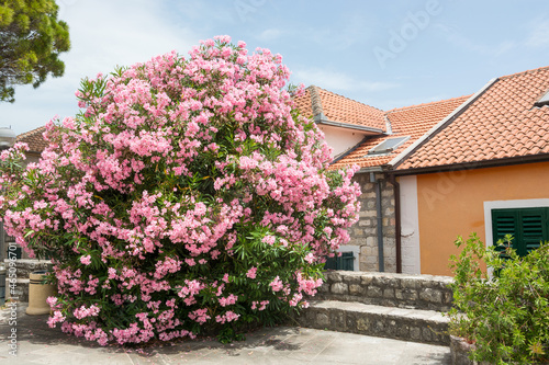 Bush of pink flowers on the square in the city Herceg Novi in Montenegro