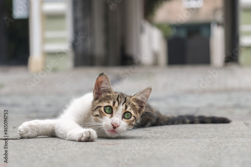 Fototapeta Naklejka Na Ścianę i Meble -  A small stray kitten laying and relaxing in the middle of the street. Homeless animals on the city streets