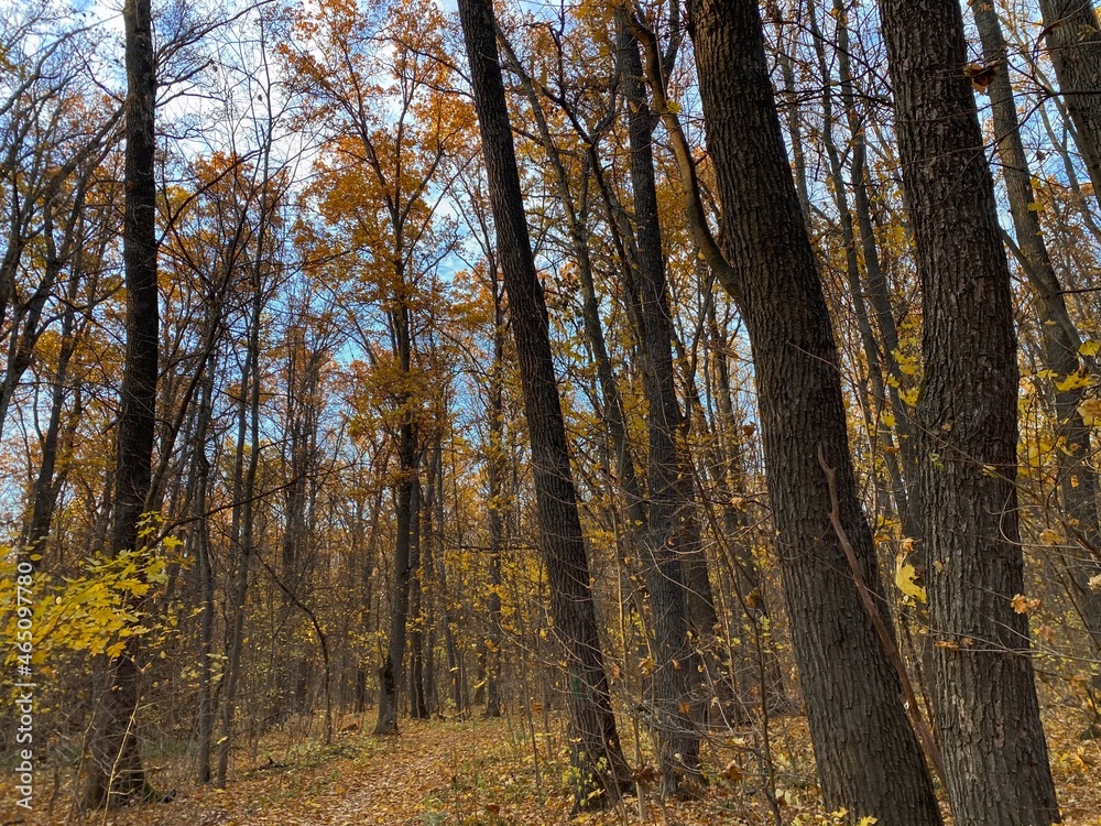 Autumn landscape. Fallen yellow leaves on the ground and trees in the forest. Natural background. Yellow-orange and green colors. Autumn landscape. Fallen yellow leaves on the ground and trees in the forest. Natural background. Yellow-orange and green colors.