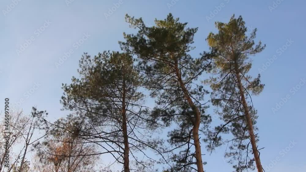 The tops of the pines sway with the wind.
Such vibrations in the tree may indicate the onset of a storm.
The tops of the pines sway with the wind.
Such vibrations in the tree may indicate the onset of a storm.