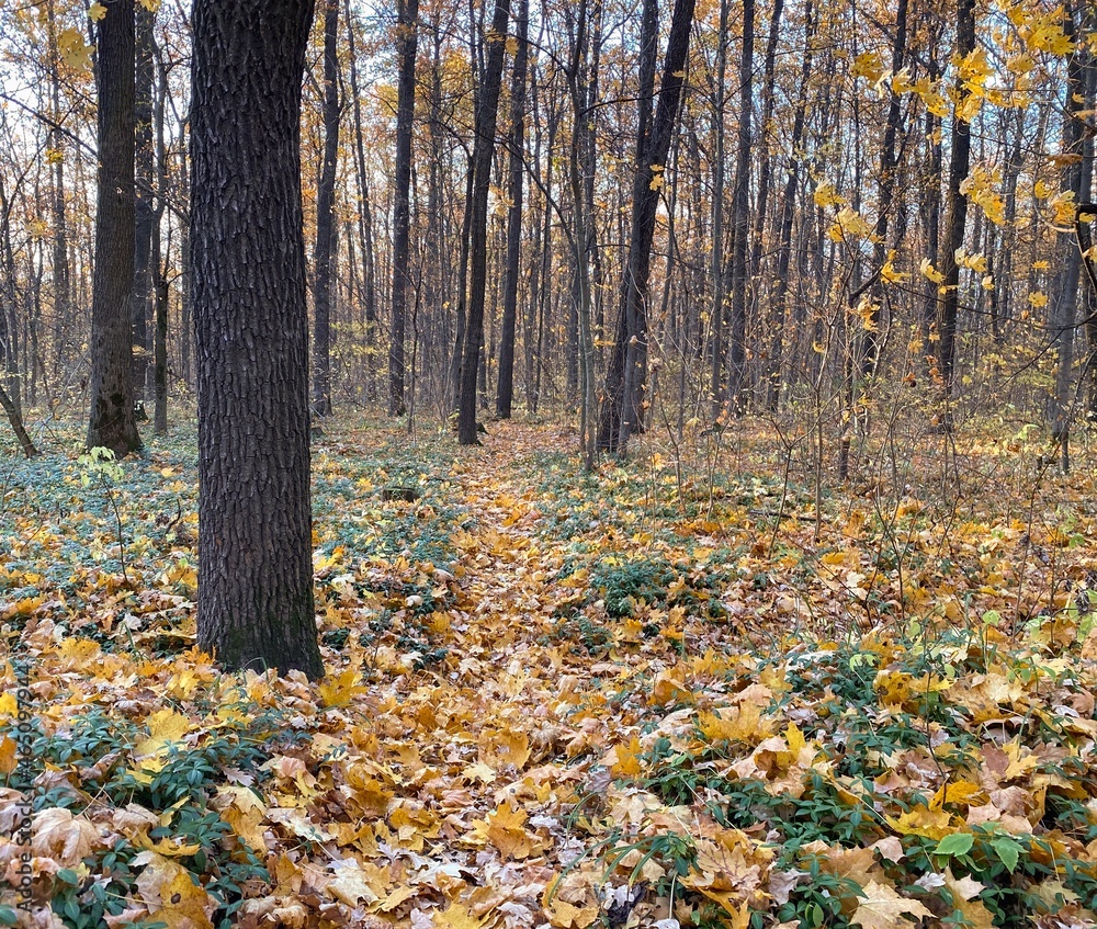 Autumn landscape. Forest path among fallen yellow leaves and trees. Natural background. Yellow-orange and green colors.