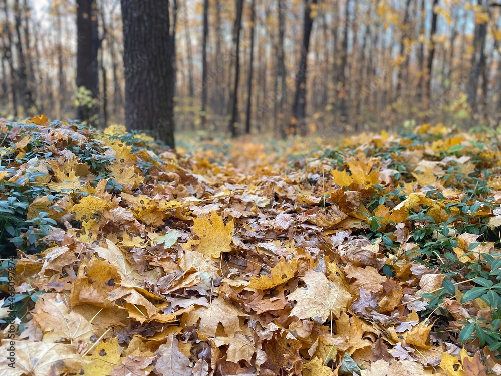 Autumn landscape. Fallen yellow leaves on the ground and trees in the forest. Natural background. Yellow-orange and green colors. Autumn landscape. Fallen yellow leaves on the ground and trees in the forest. Natural background. Yellow-orange and green colors.