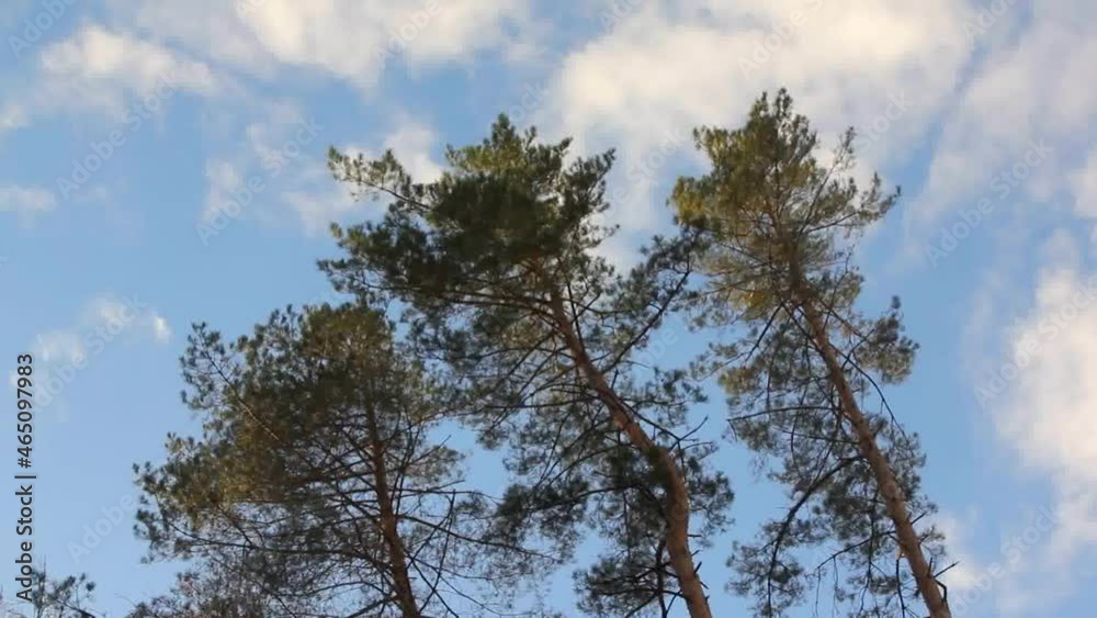 The tops of the pines sway with the wind.
Such vibrations in the tree may indicate the onset of a storm.
The tops of the pines sway with the wind.
Such vibrations in the tree may indicate the onset of a storm.