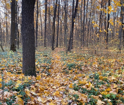 Autumn landscape. Forest path among fallen yellow leaves and trees. Natural background. Yellow-orange and green colors.