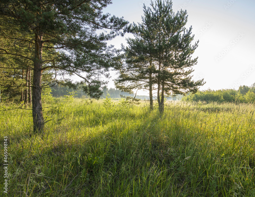 The sun's rays through the branches of trees and the young greenery of the coniferous forest. Atmospheric fabulous summer landscape. Soft sunlight. Clean nature, ecology. The sun's rays through the branches of trees and the young greenery of the coniferous forest. Atmospheric fabulous summer landscape. Soft sunlight. Clean nature, ecology.