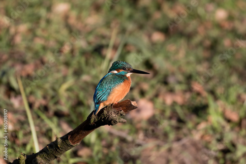 Common Kingfisher Alcedo atthis hunting by the river, beautiful colorful bird sitting on the branch and hunting fish, catching fish