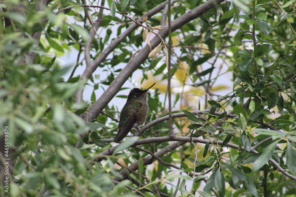 Colibrí Colibrí