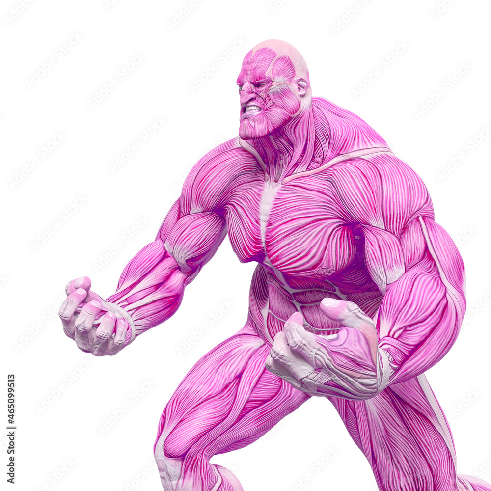 bodybuilder muscle maps is so angry in white background side view bodybuilder muscle maps is so angry in white background side view