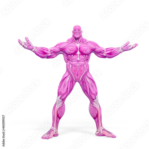 bodybuilder muscle maps with arms wid open in white background © DM7