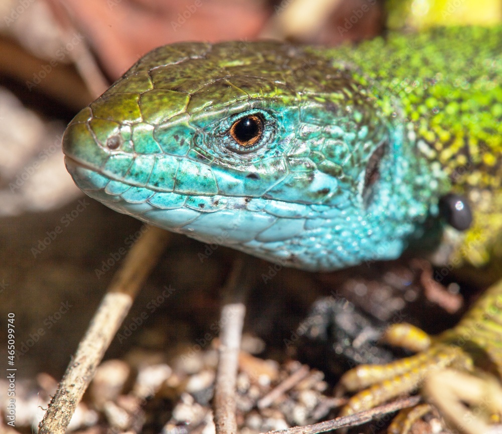 Naklejka premium European green lizard in Latin Lacerta viridis