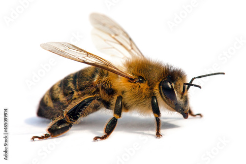 bee or honeybee Apis Mellifera isolated on white © Daniel Prudek
