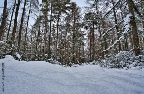 Wald Schnee Winterlandschaft