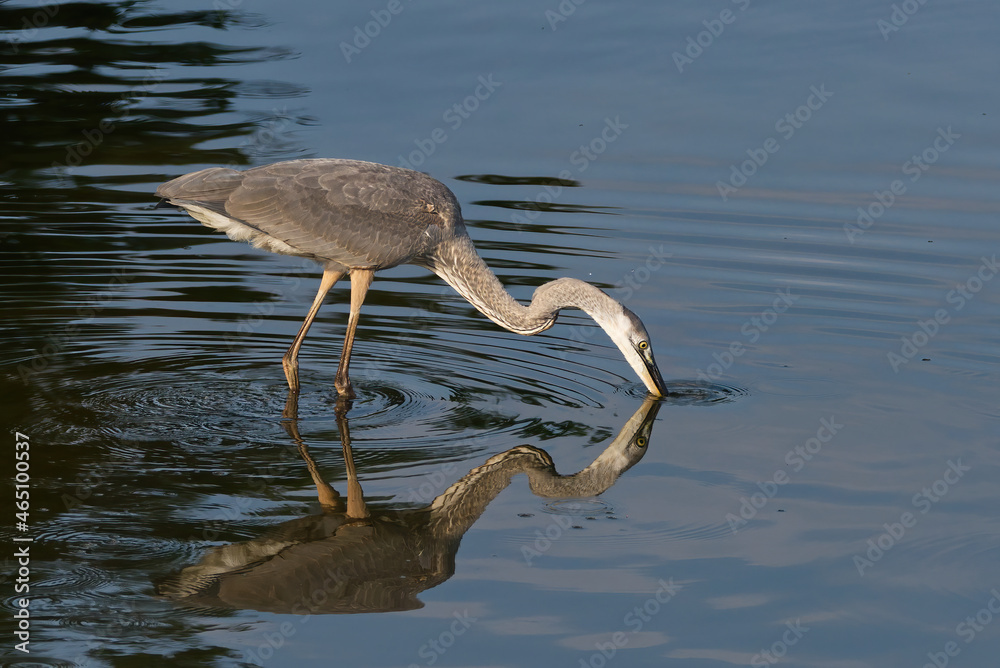 Obraz premium Great Blue Heron Kissing Reflection