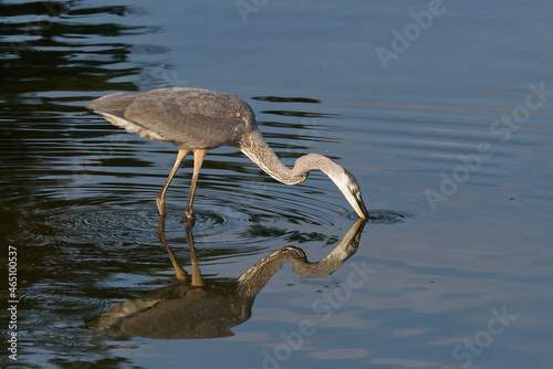 Great Blue Heron Kissing Reflection