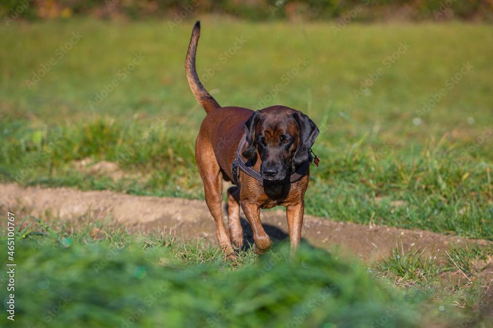 tracking dog following the smell tracking dog following the smell