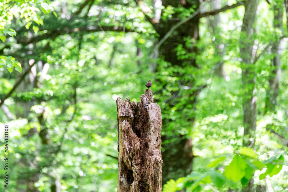 Obraz premium Forest wild birds