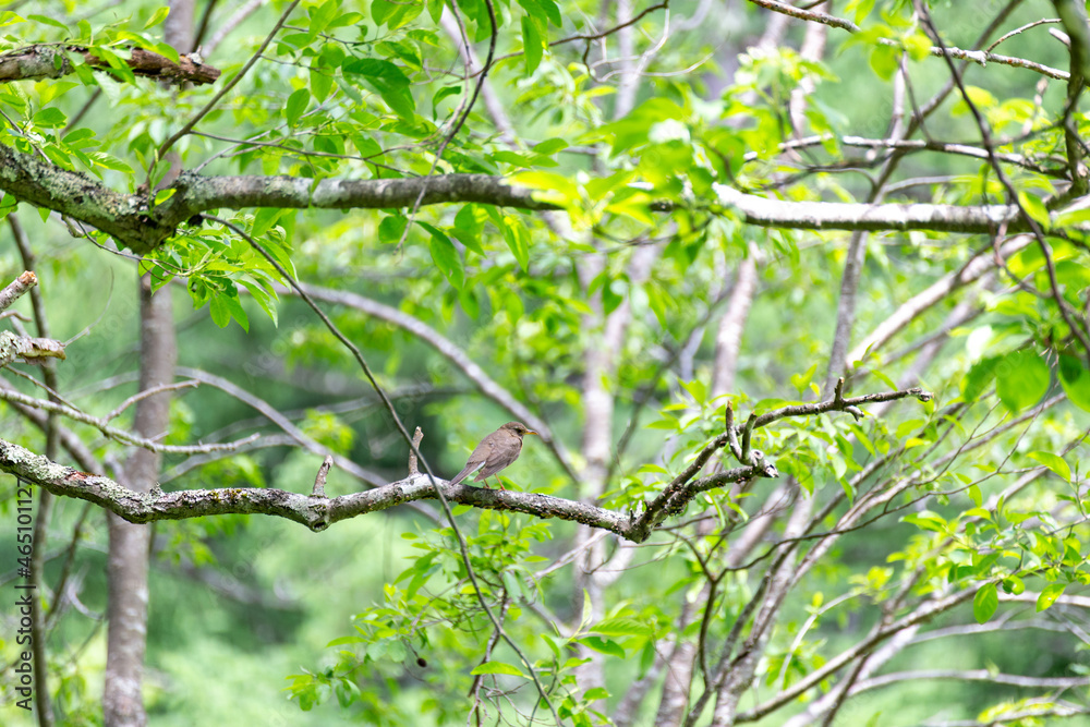 Fototapeta premium Forest wild birds
