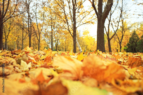 Beautiful autumn landscape with yellow trees and fallen leaves. Colorful foliage in the park.