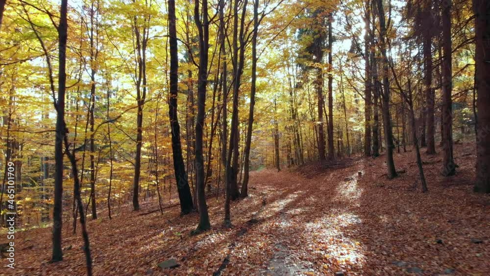 Cinematic beatifull smooth fly through autumn forest. Cinematic beatifull smooth fly through autumn forest.