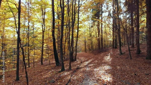 Cinematic beatifull smooth fly through autumn forest. 