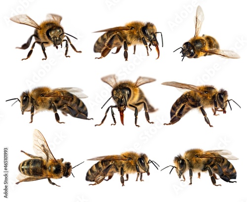 bee isolated, Set nine bees or honeybees Apis Mellifera