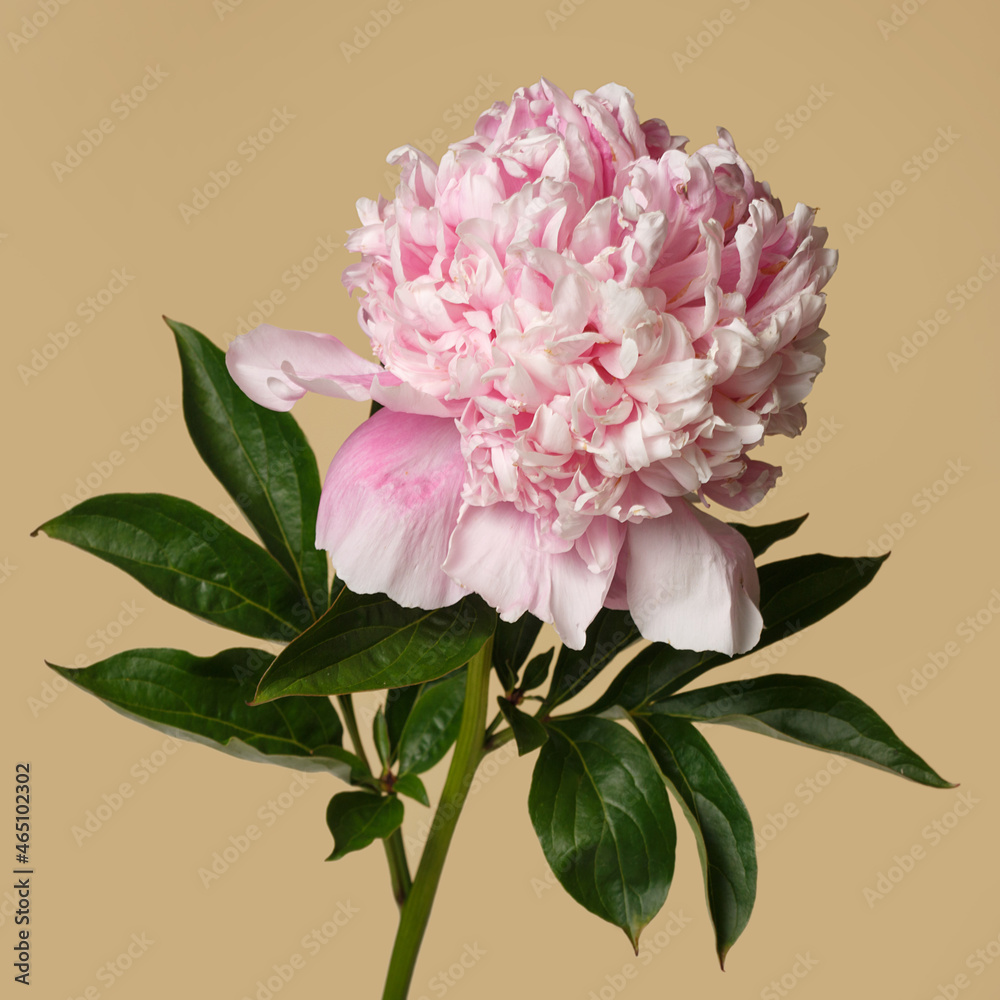 Beautiful rose-shaped peony flower in pink color isolated on beige background.