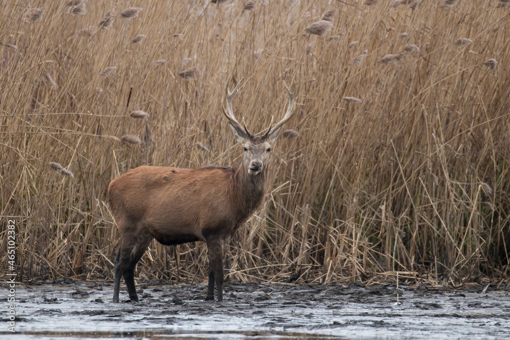 Beautiful male red deer with nice antlers, Cervus elaphus, runs on the water in a fish pond in a nature reserve, a large animal, a nature reserve, a beautiful bull and its antlers Beautiful male red deer with nice antlers, Cervus elaphus, runs on the water in a fish pond in a nature reserve, a large animal, a nature reserve, a beautiful bull and its antlers