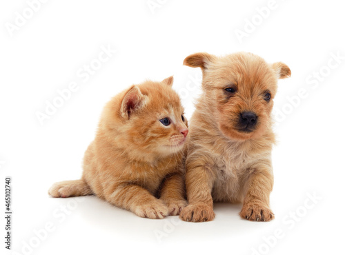 Fototapeta Naklejka Na Ścianę i Meble -  Little cat and puppy.