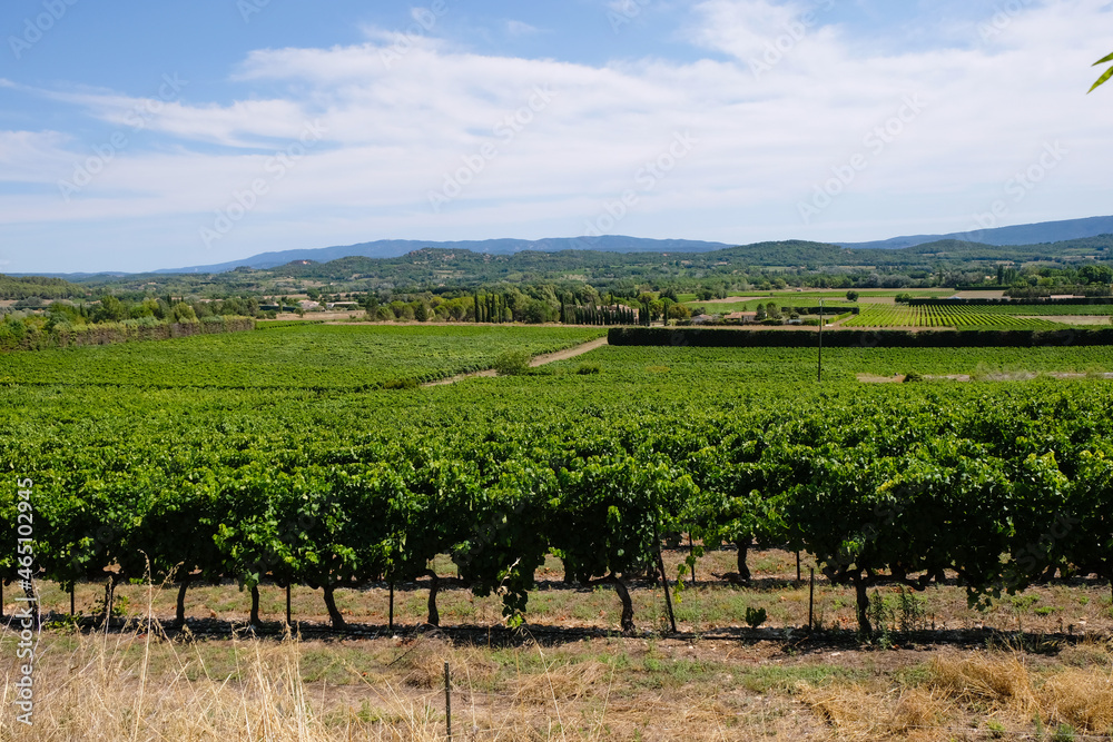 Provence panorama with vineyards. The wine region of France.	
