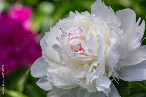 Blossom white peony flower on a summer sunny day macro photography. Garden fluffy peony with white petals in the summer close-up photo. Big paeony flower on a green background nature wallpaper. © Anton