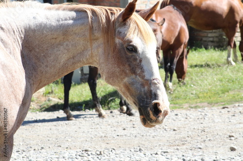 Caballo 