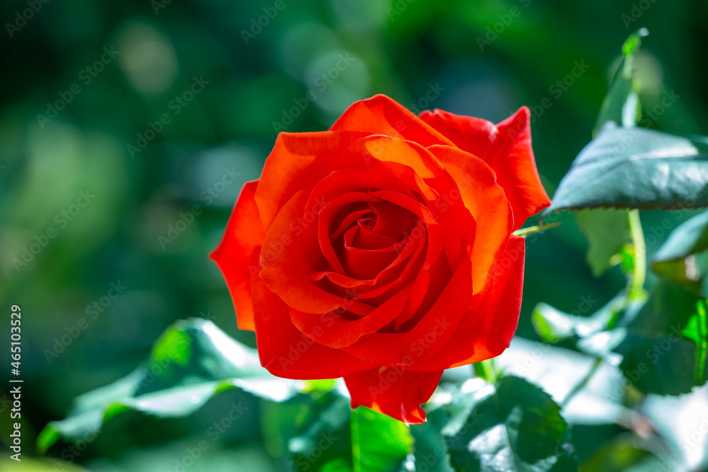 Blossom red rose flower macro photography on a green background on a sunny summer day. Garden rose with orange petals close-up photo in the summertime. Orange rosa floral background. Blossom red rose flower macro photography on a green background on a sunny summer day. Garden rose with orange petals close-up photo in the summertime. Orange rosa floral background.