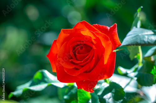 Blossom red rose flower macro photography on a green background on a sunny summer day. Garden rose with orange petals close-up photo in the summertime. Orange rosa floral background.