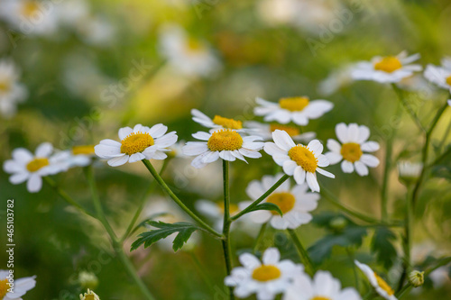 Blooming chamomile flower on a summer sunny day macro photo. Wildflowers with white petals in the meadow close-up photo. Blossom daisies in springtime floral background.