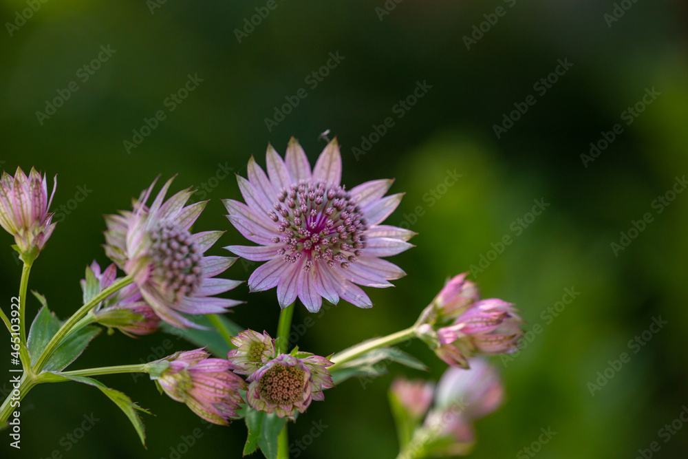 Blossom lilac astrantia flower on a green background close-up photo in summertime. Garden flower with pink petals macro photography in a sunny summer day. Blossom lilac astrantia flower on a green background close-up photo in summertime. Garden flower with pink petals macro photography in a sunny summer day.