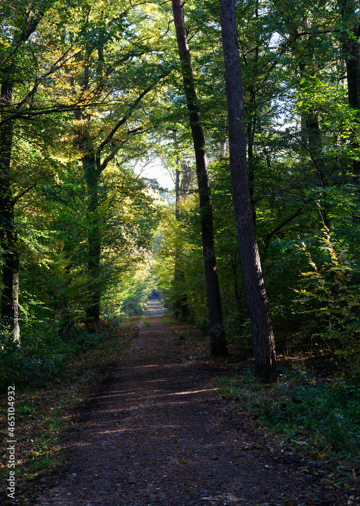 Ein Waldweg im Königsforst im Herbst 2021 Ein Waldweg im Königsforst im Herbst 2021