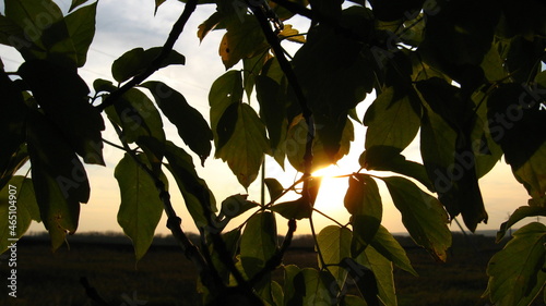 The sun shines through the foliage of the tree