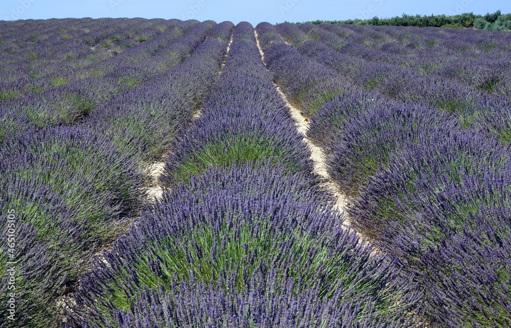 Fototapeta premium Lavendel in der Provence