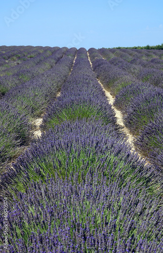 Lavendel in der Provence