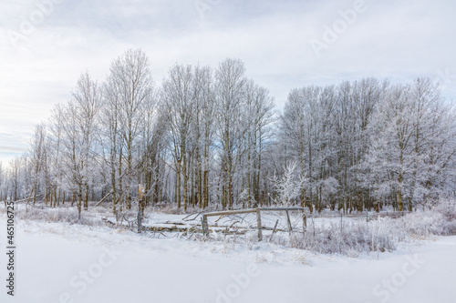 rural winter scene of hoarfrost and birch trees with white negative space surrounding the scene
