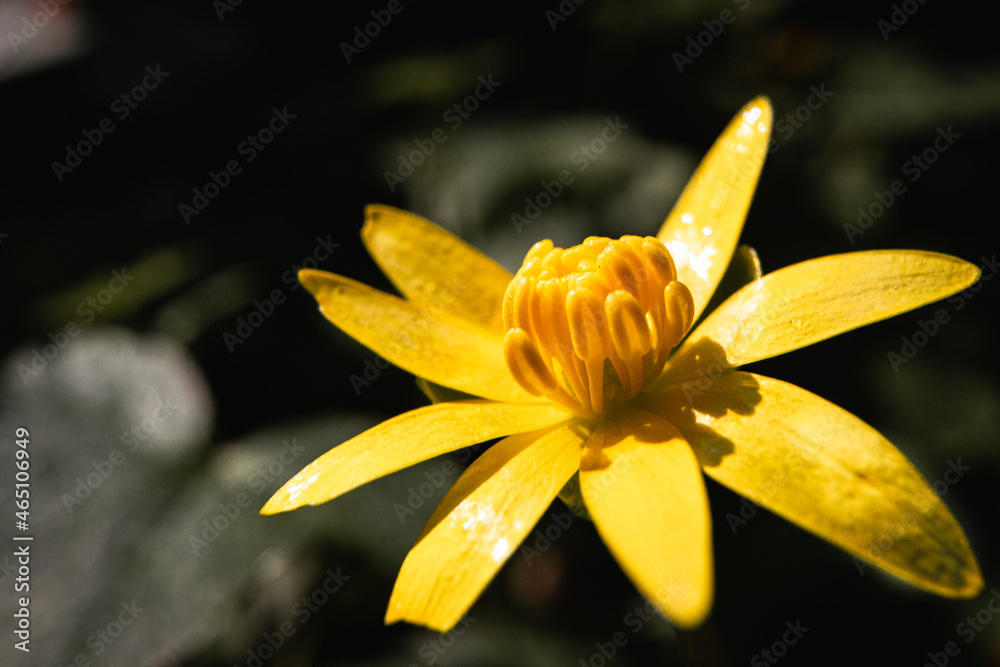 Makro Blume Makro Blume