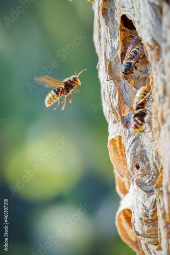 Hornets prepare for the cold