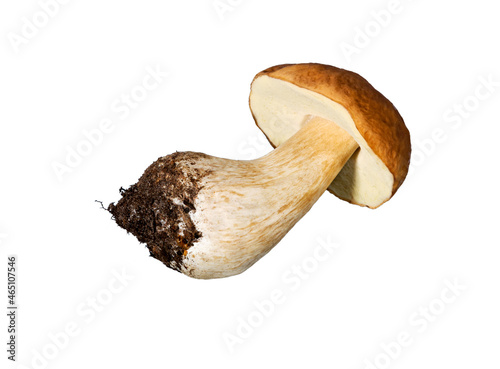 Forest mushrooms - Boletus edulis.