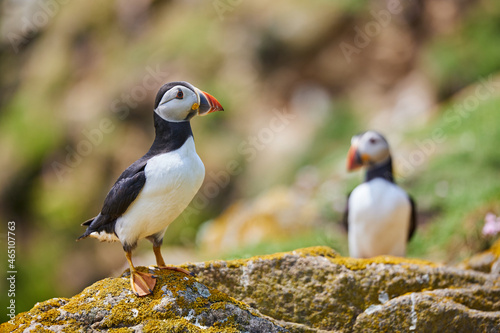 puffin birds on the Saltee Islands in Ireland, Fratercula arctica